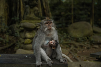 Close-up of monkey