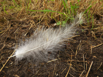 Close-up of feather on grass