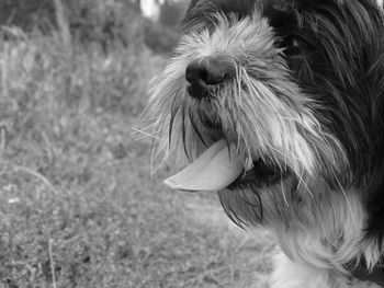 Close-up of dog