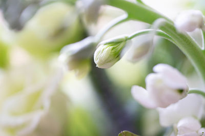 Close-up of white flowering plant