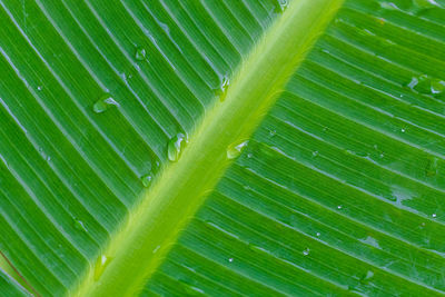 Full frame shot of wet leaf