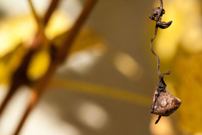 Close-up of leaf hanging outdoors