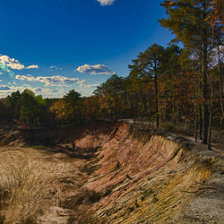 Scenic view of forest against sky
