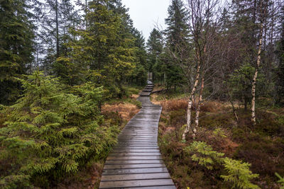 Boardwalk amidst trees in forest