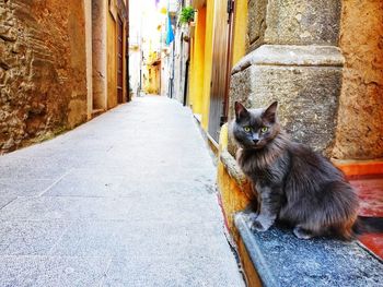 Cat sitting on a alley