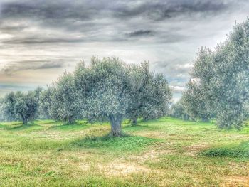 Trees on field against sky