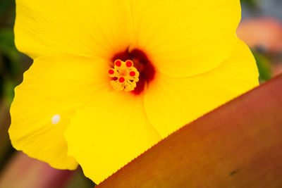 Macro shot of yellow rose flower