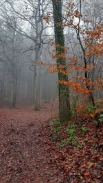 Trees in forest during autumn