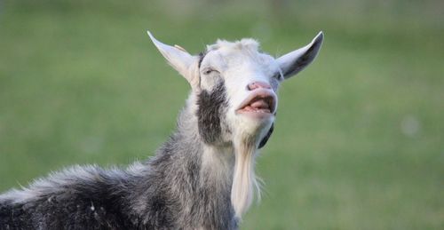 Close-up of goat