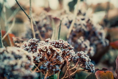 Close-up of wilted plant on field