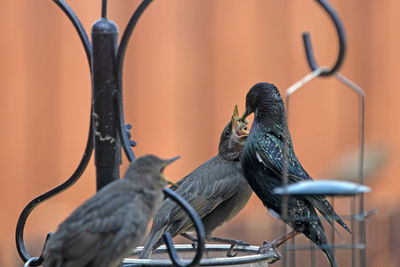 Close-up of birds perching on metal fence