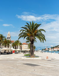 Palm trees on seafront promenade in trogir, croatia