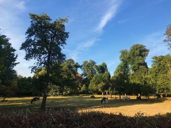 Trees on field against sky