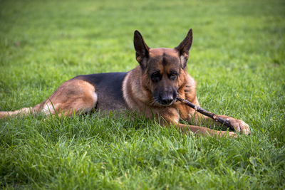 Portrait of dog relaxing on field