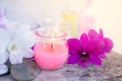 Close-up of pink and purple flower in glass