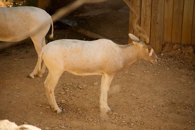 Side view of a horse in field