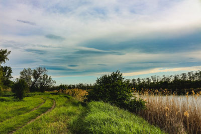 Scenic view of agricultural field against sky