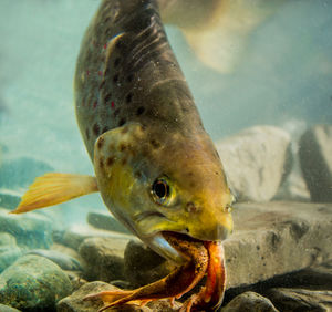 Close-up of fish in tank