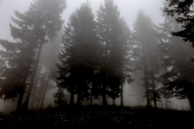 Trees on field in forest against sky