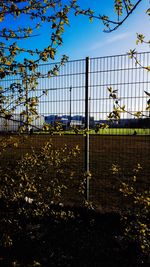 Plants growing on field by fence against sky