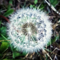 Close-up of dandelion flower