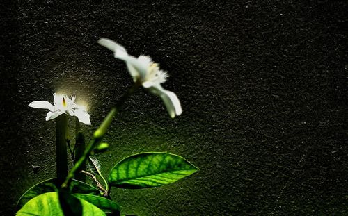 Close-up of flower blooming at night