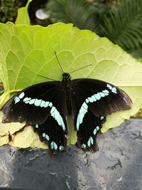 Butterfly on leaf