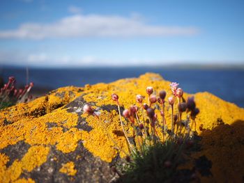 Close-up of yellow flowers on rock by sea against sky