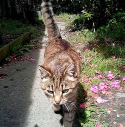 Portrait of cat