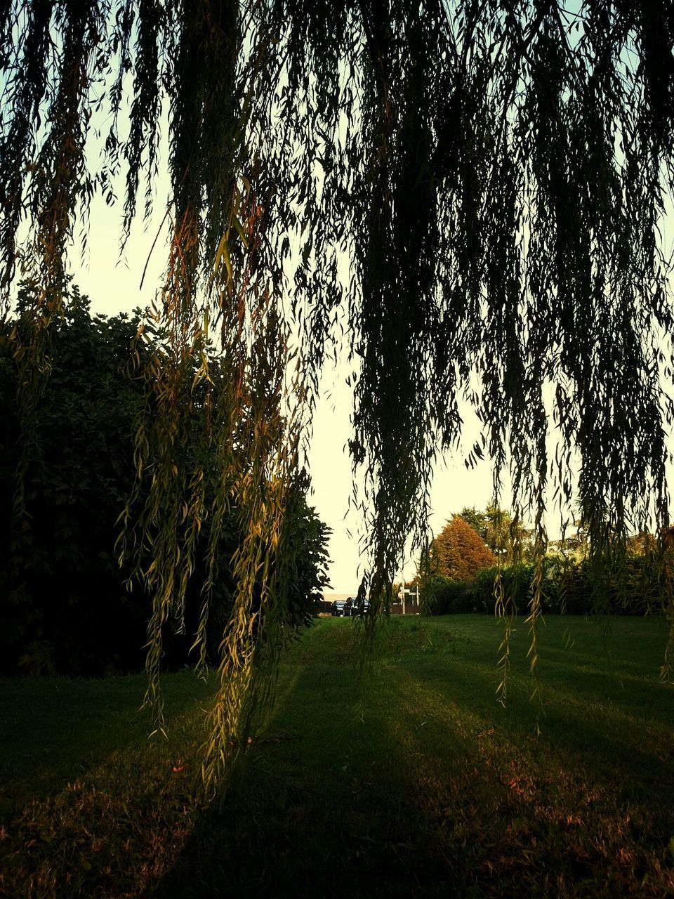 tree, tranquility, tranquil scene, growth, grass, nature, field, beauty in nature, scenics, landscape, tree trunk, sunlight, forest, non-urban scene, outdoors, branch, sky, idyllic, no people, grassy