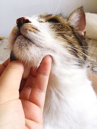 Close-up of hand holding dog