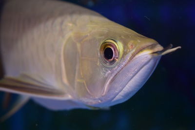 Close-up of fish swimming in sea