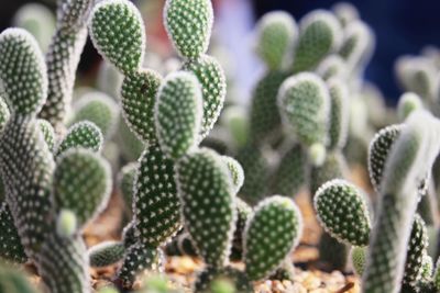 Close-up of succulent plant