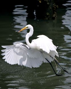 Swan in a lake