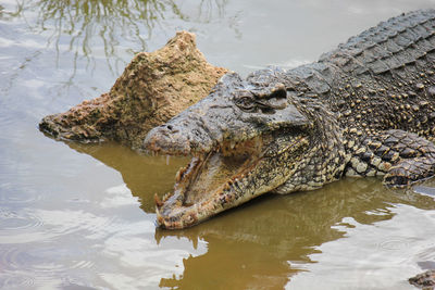 Close-up of crocodile in water