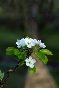 Close-up of white cherry blossom