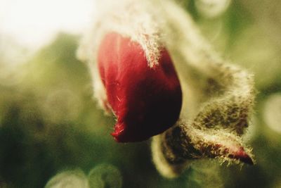 Close-up of red flower