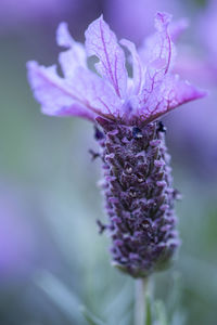 Close-up of purple flowering plant