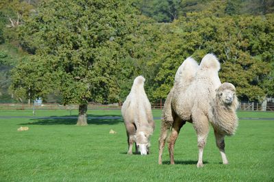 Sheep grazing on field