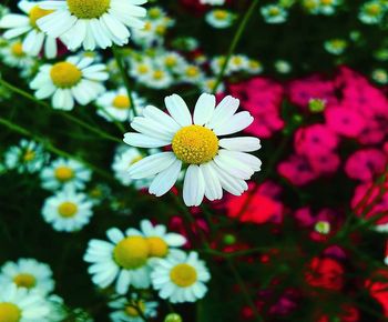 Close-up of white daisy flowers