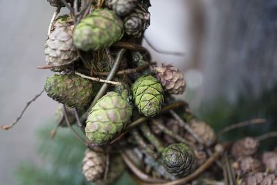 Close-up of pine cone on tree