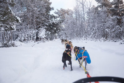 An exciting experience riding a dog sled in the winter landscape. 