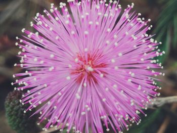 Close-up of purple flower