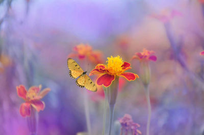 Close-up of butterfly pollinating on flower