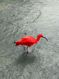 High angle view of red bird