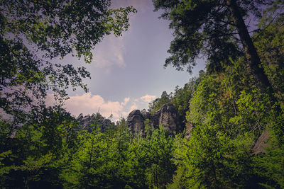 Low angle view of trees against sky in forest