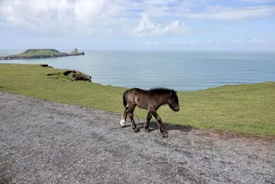 Horse walking along three cliffs bay 