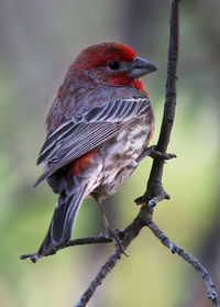 Close-up of bird perching on branch