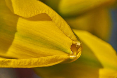 Close-up of yellow flower petal