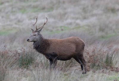 Deer on field